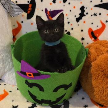 Harbor -  Domestic Short Hair Cat for Adoption in Mastic, New York - Harbor | PetCurious