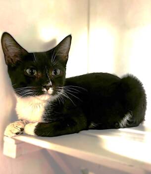 Gale -  Tuxedo Cat for Adoption in Fort Myers, Florida - Gale | PetCurious