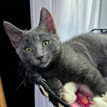 Rainier -  Domestic Short Hair Cat for Adoption in Grand Rapids, Michigan - Rainier | PetCurious