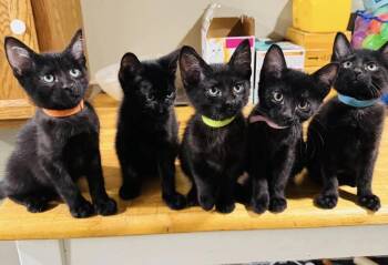 Teton -  Domestic Short Hair Cat for Adoption in Lincoln, Nebraska - Teton | PetCurious