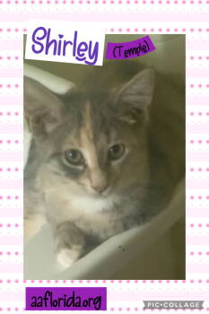 Rescue Dilute Tortoiseshell and Domestic Short Hair Cats for Adoption in Pensacola, Florida - Shirley (Temple) | PetCurious