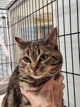 Rescue Domestic Short Hair Cats for Adoption in Lebec, California - Cowboy | PetCurious