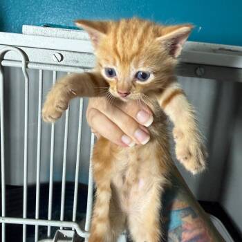 Domestic Short Hair Cats Available for Adoption in Wahiawa, Hawaii - Tangerine | PetCurious