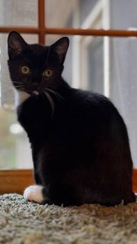 Rescue Domestic Short Hair Cats for Adoption in Trenton, New Jersey - Vito | PetCurious