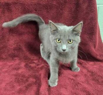 Rescue Domestic Short Hair Cats for Adoption in Bucyrus, Ohio - Lux | PetCurious