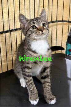 Rescue Domestic Short Hair Cats for Adoption in Pawleys Island, South Carolina - Wrenlee | PetCurious