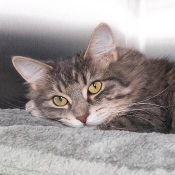 Domestic Long Hair Cats Available for Adoption in Seattle, Washington - Olive (and Cypress) | PetCurious