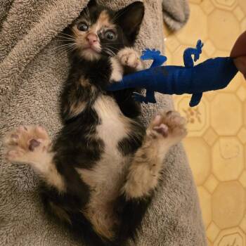 Astrid -  Domestic Short Hair Cat for Adoption in Madison, Wisconsin - Astrid | PetCurious