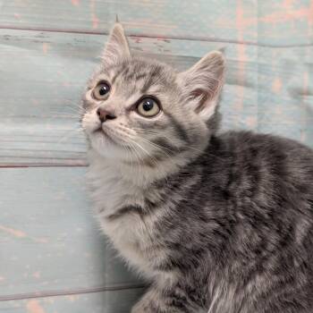 Dorito -  Domestic Short Hair Cat Available for Adoption in Spokane, Washington - Dorito | PetCurious