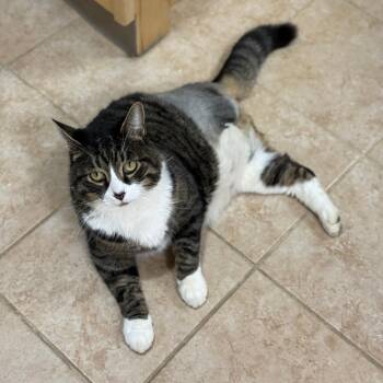 Domestic Short Hair Cats Available for Adoption - Blade | PetCurious