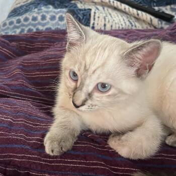 Sapphire -  Siamese Cat for Adoption in Santa Rosa Beach, Florida - Sapphire | PetCurious