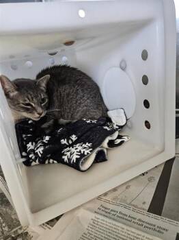 CHRISTIAN -  Domestic Short Hair Cat for Adoption in Corpus Christi, Texas - CHRISTIAN | PetCurious