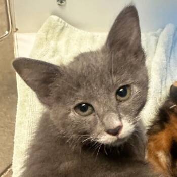 Domestic Short Hair Cats Available for Adoption in Walnut Creek, California - Mimosa | PetCurious