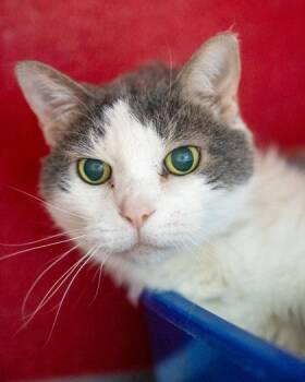 Parker -  Domestic Short Hair Cat for Adoption in Pequot Lakes, Minnesota - Parker | PetCurious