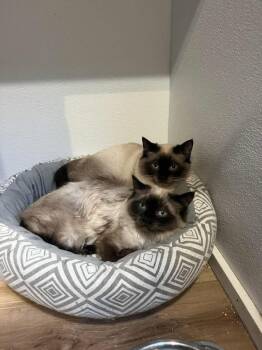 Domestic Medium Hair Cats Available for Adoption - Chess & Checkers | PetCurious