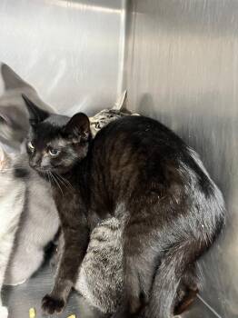 Tangie -  Domestic Short Hair Cat for Adoption in Hopkinsville, Kentucky - Tangie | PetCurious