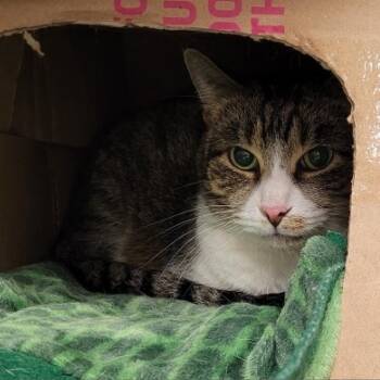 Sammy -  Domestic Short Hair Cat for Adoption in Dickinson, Texas - Sammy | PetCurious