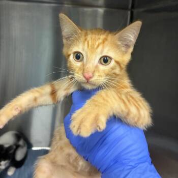 Waxing -  Domestic Short Hair Cat for Adoption in Greensboro, North Carolina - Waxing | PetCurious
