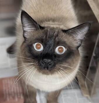 Domestic Medium Hair and Domestic Short Hair Cats Available for Adoption in Anchorage, Alaska - ROCKET | PetCurious