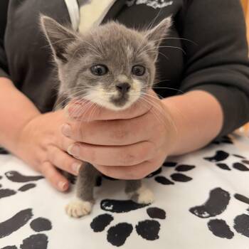 Ms. Murdock -  Domestic Short Hair Cat for Adoption in Detroit Lakes, Minnesota - Ms. Murdock | PetCurious