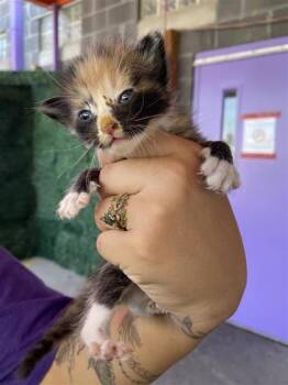 61748917 -  Domestic Long Hair Cat for Adoption in El Paso, Texas - 61748917 | PetCurious