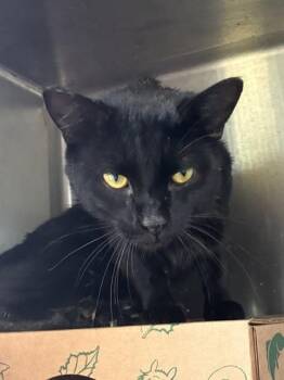 Domestic Short Hair Cats Available for Adoption in West Chester, Pennsylvania - Clawdio | PetCurious