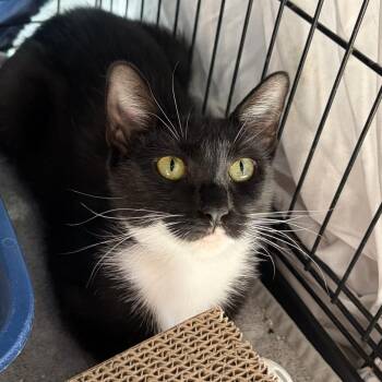 Mila -  Domestic Short Hair Cat for Adoption in New York, New York - Mila | PetCurious