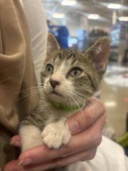Rescue Domestic Short Hair and Tabby Cats for Adoption in Lemont, Illinois - Maher | PetCurious