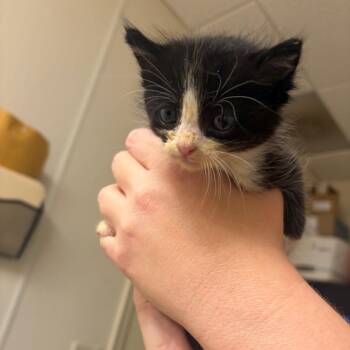 Pancake -  Domestic Short Hair Cat for Adoption in Pekin, Illinois - Pancake | PetCurious