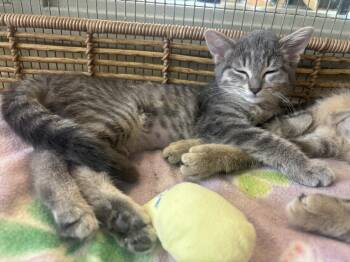 Penelope -  Domestic Short Hair Cat for Adoption in Kalamazoo, Michigan - Penelope | PetCurious