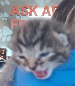 CLOVER -  Domestic Short Hair Cat for Adoption in Louisville, Kentucky - CLOVER | PetCurious