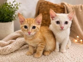 Bookie and Rummy -  Siamese and Domestic Short Hair Cat for Adoption - Bookie And Rummy | PetCurious