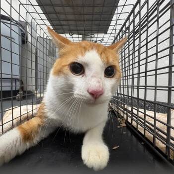 Fractious Carrot -  Domestic Short Hair Cat for Adoption in Columbiana, Alabama - Fractious Carrot | PetCurious
