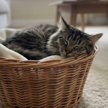 Rescue Domestic Short Hair Cats for Adoption in Pittsfield, Illinois - Charles | PetCurious