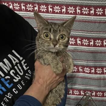 Domestic Short Hair Cats Available for Adoption - Minnesota | PetCurious