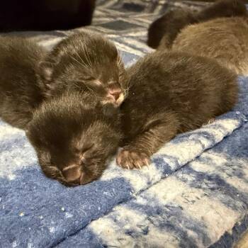 Bella -  Domestic Short Hair Cat for Adoption in Cody, Wyoming - Bella | PetCurious