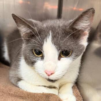 LUCILLE -  Domestic Short Hair Cat for Adoption in Corydon, Indiana - LUCILLE | PetCurious