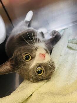 Rescue Domestic Short Hair Cats for Adoption in Indiana, Pennsylvania - Prosciutto | PetCurious