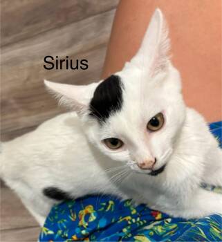 Rescue Domestic Short Hair Cats for Adoption in Oakley, California - Sirius | PetCurious