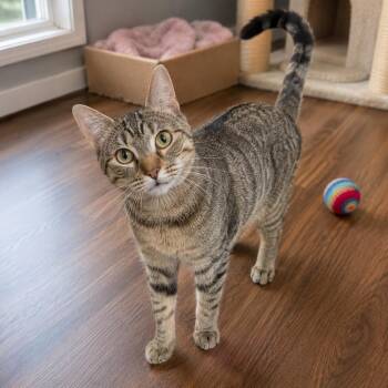 Sadie -  Domestic Short Hair Cat for Adoption in Hopkinton, Massachusetts - Sadie | PetCurious