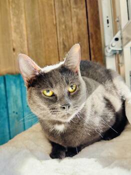 Rescue Domestic Short Hair Cats for Adoption in Fort Worth, Texas - Daisy | PetCurious