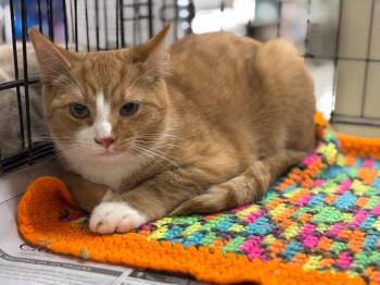 Rescue Domestic Short Hair Cats for Adoption in Camp Hill, Pennsylvania - Lenny | PetCurious