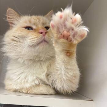 Domestic Medium Hair Cats Available for Adoption - Walter | PetCurious