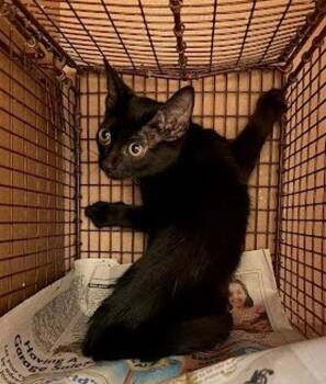 Gertie -  Domestic Short Hair Cat for Adoption in Austin, Texas - Gertie | PetCurious