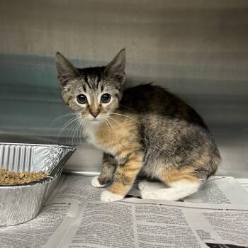 Domestic Short Hair Cats Available for Adoption - Yuna | PetCurious