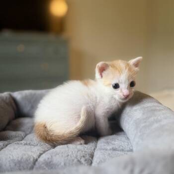 Jeff -  Domestic Short Hair Cat for Adoption in Lake Jackson, Texas - Jeff | PetCurious