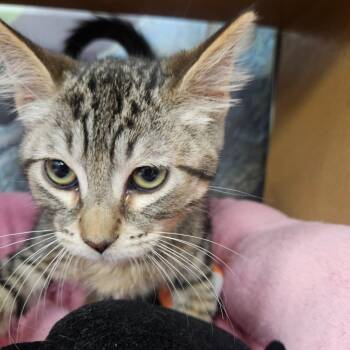 Purrlock Holmes -  Domestic Short Hair Cat for Adoption in Grantsville, Utah - Purrlock Holmes | PetCurious
