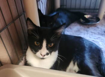 Rescue Domestic Short Hair Cats for Adoption in Morgan Hill, California - Jack | PetCurious