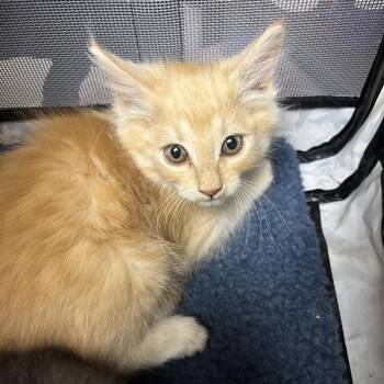 Coconut -  Domestic Medium Hair Cat for Adoption in Tempe, Arizona - Coconut | PetCurious