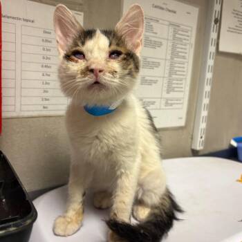 Colby -  Domestic Medium Hair Cat for Adoption in Yuma, Arizona - Colby | PetCurious